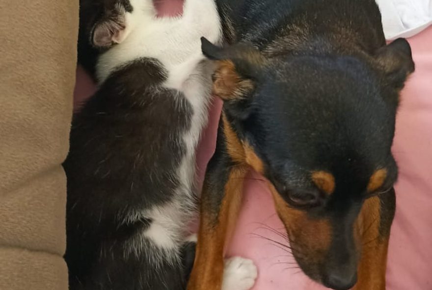 cadelinha-pinscher-adota-filhote-de-gata-e-se-torna-mae-surpreendente