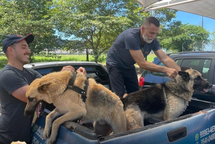 caes-da-raca-pastor-alemao-fogem-durante-tentativa-de-furto-em-foz-do-iguacu-e-sao-encontrados-pela-policia-federal