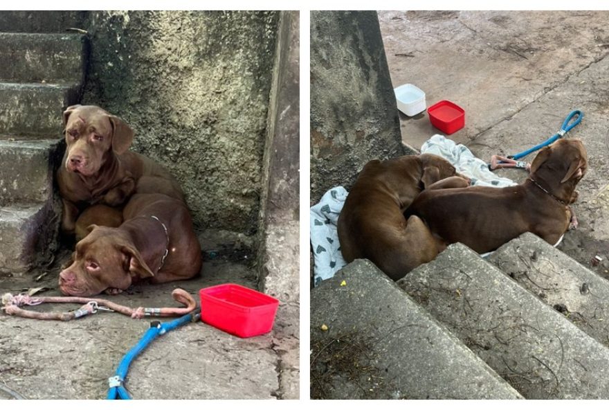 caes-pit-bulls-perdidos-no-parque-burle-marx-sao-resgatados-apos-mobilizacao-da-vigilancia-sanitaria