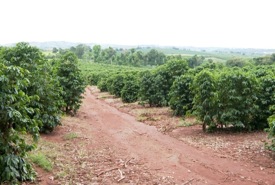 cafe-arabica-em-minas-gerais3A-impactos-da-queda-na-producao-e-precos-em-alta