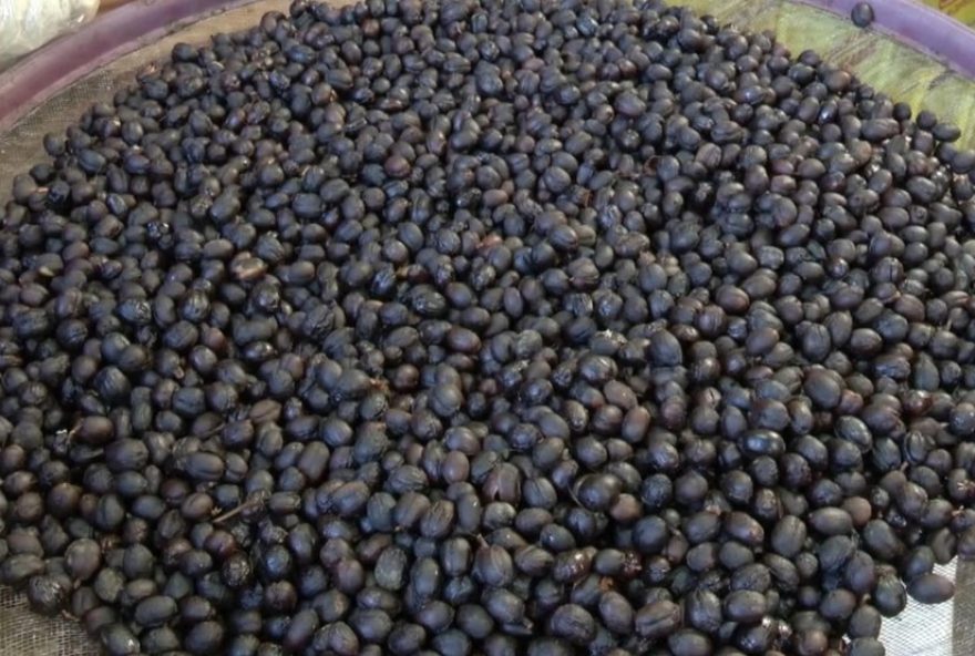 cafe-de-mandaguari-e-regiao-recebe-selo-de-indicacao-geografica