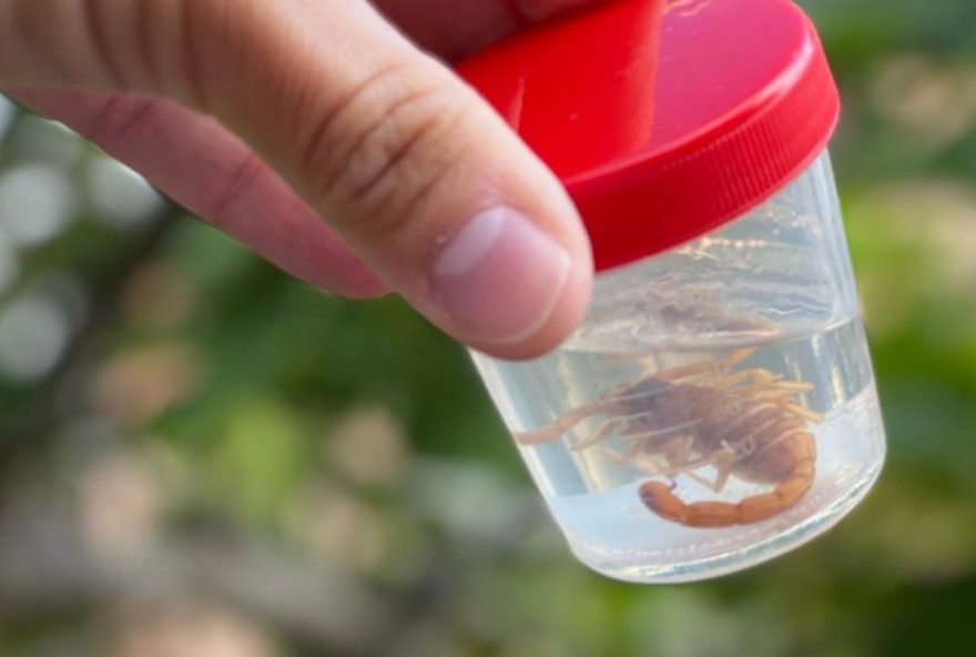 calor-aumenta-risco-de-acidentes-com-escorpioes3A-marilia-em-alerta calor-aumenta-risco-de-acidentes-com-escorpioes3A-marilia-em-alerta