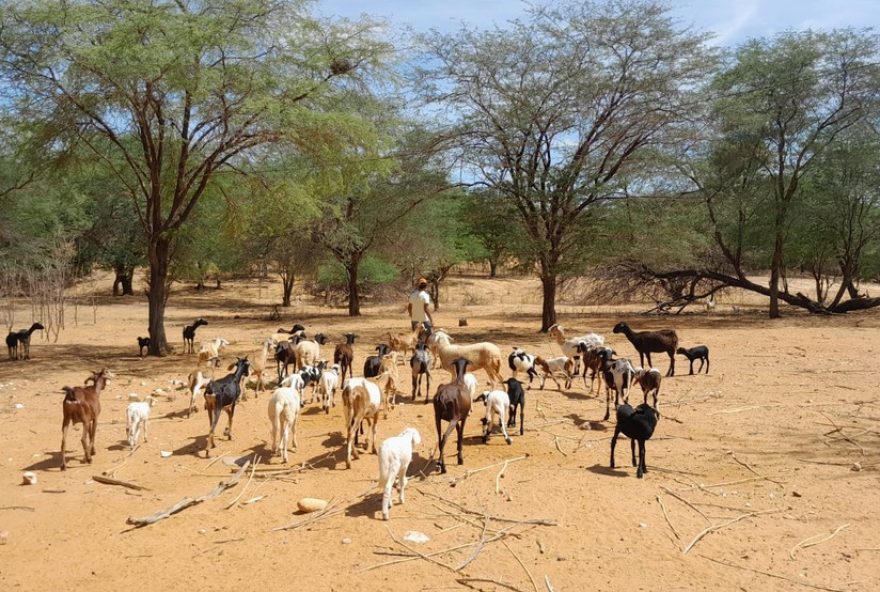 calor-extremo-em-pe3A-levantamento-aponta-quase-100-dias-em-cidades-do-agreste-e-sertao-em-2024-veja-detalhes