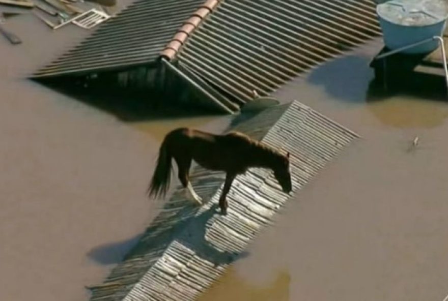 camara-aprova-pl-para-resgate-e-protecao-de-animais-em-desastres3A-amar-politica-de-acolhimento-e-manejo-para-animais-em-emergencias