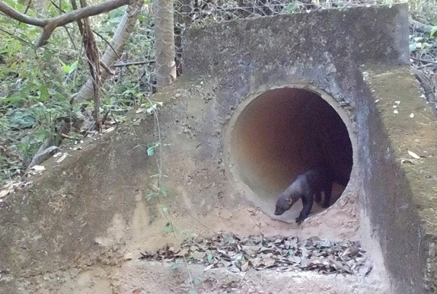 cameras-de-monitoramento-flagram-animais-silvestres-na-travessia-subterranea-da-mg-050