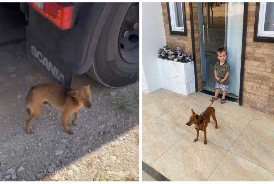 caminhoneiro-adota-cao-abandonado-na-br-1163A-e-coisa-de-deus3B-assista-ao-emocionante-resgate