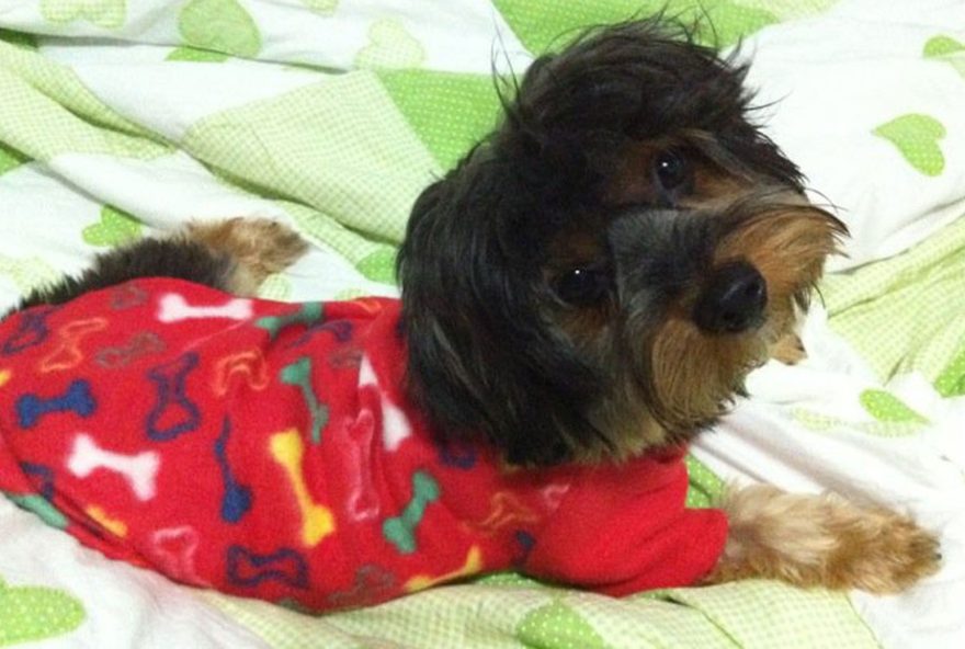 campanha-de-agasalhos-para-pets-em-pocos-de-caldas3A-onde-contribuir-e-fazer-a-diferenca