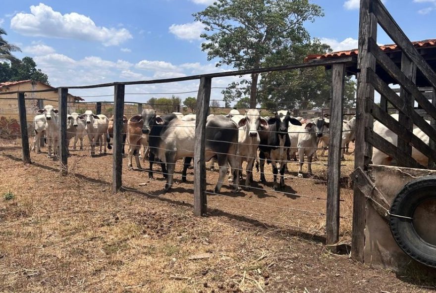 campanha-de-atualizacao-cadastral-de-produtores-pecuarios-no-maranhao3A-mantenha-seus-dados-atualizados-e-contribua-para-a-seguranca-sanitaria campanha-de-atualizacao-cadastral-de-produtores-pecuarios-no-maranhao3A-mantenha-seus-dados-atualizados-e-contribua-para-a-seguranca-sanitaria