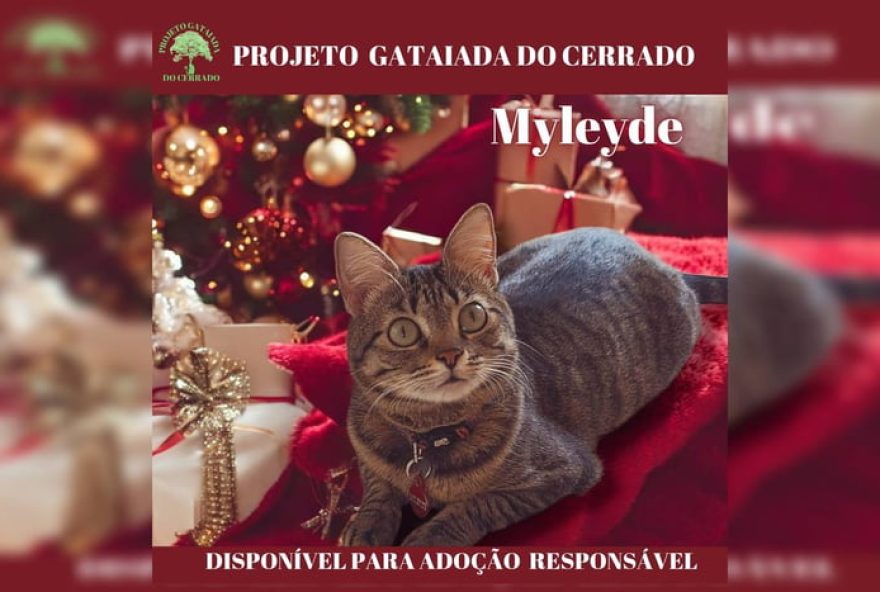 campanha-de-natal-do-projeto-gataiada-do-cerrado3A-apoie-e-adote-um-gatinho