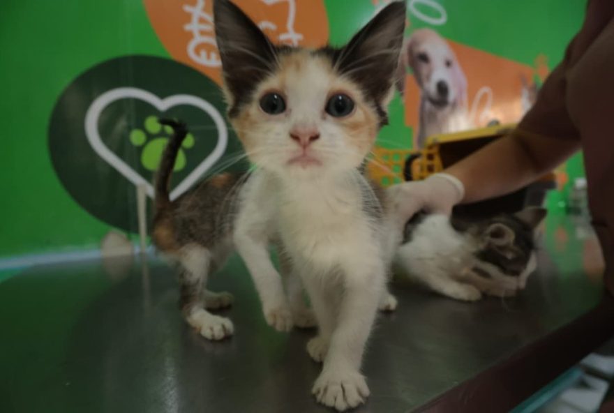 campanha-de-vacinacao-antirrabica-2025-em-caruaru3A-proteja-seu-pet-e-a-comunidade campanha-de-vacinacao-antirrabica-2025-em-caruaru3A-proteja-seu-pet-e-a-comunidade