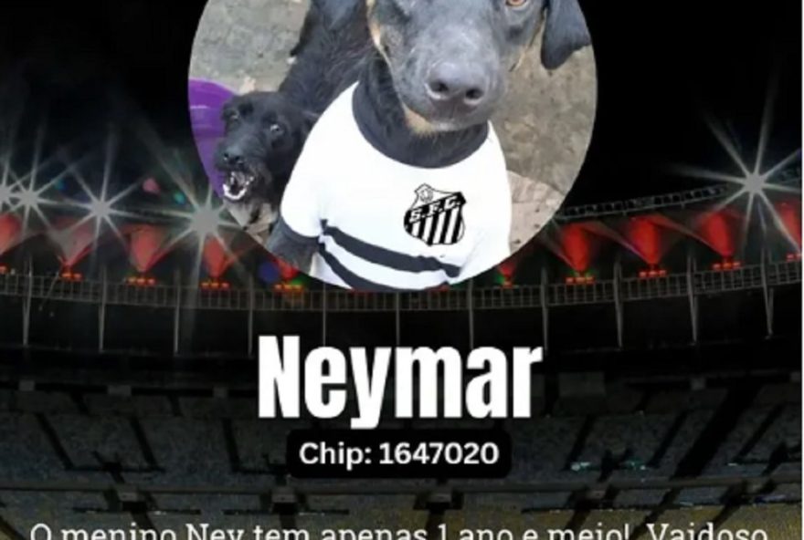 canil-em-mg-promove-campanha-de-adocao-com-nomes-de-jogadores-de-futebol canil-em-mg-promove-campanha-de-adocao-com-nomes-de-jogadores-de-futebol