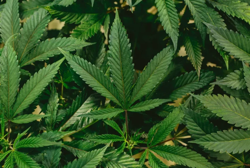 Uso mais frequente de maconha pode prejudicar importante habilidade de memória no cérebro, diz estudo • Jeff W/Unsplash