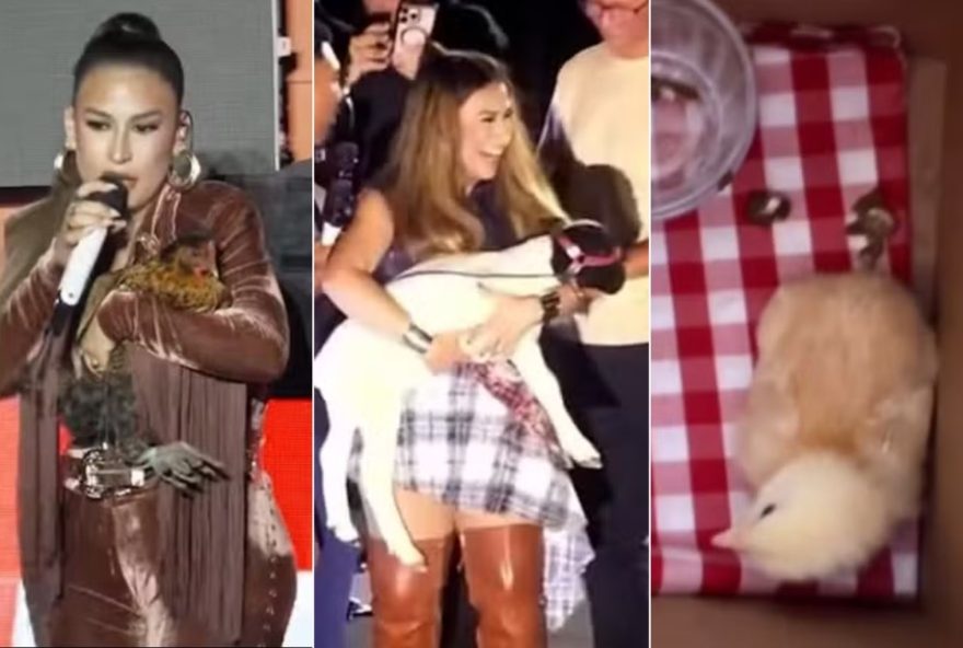 cantora-simone-mendes-recebe-presente-inusitado-de-fas3A-um-carneiro2C-uma-galinha-e-dois-pintinhos-saiba-mais
