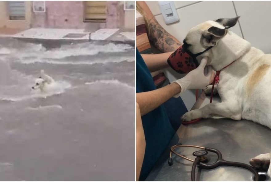 cao-arrastado-por-correnteza-em-juazeiro-do-norte-e-salvo-por-voluntarios-dedicados3A-a-emocionante-historia-de-epitacio cao-arrastado-por-correnteza-em-juazeiro-do-norte-e-salvo-por-voluntarios-dedicados3A-a-emocionante-historia-de-epitacio