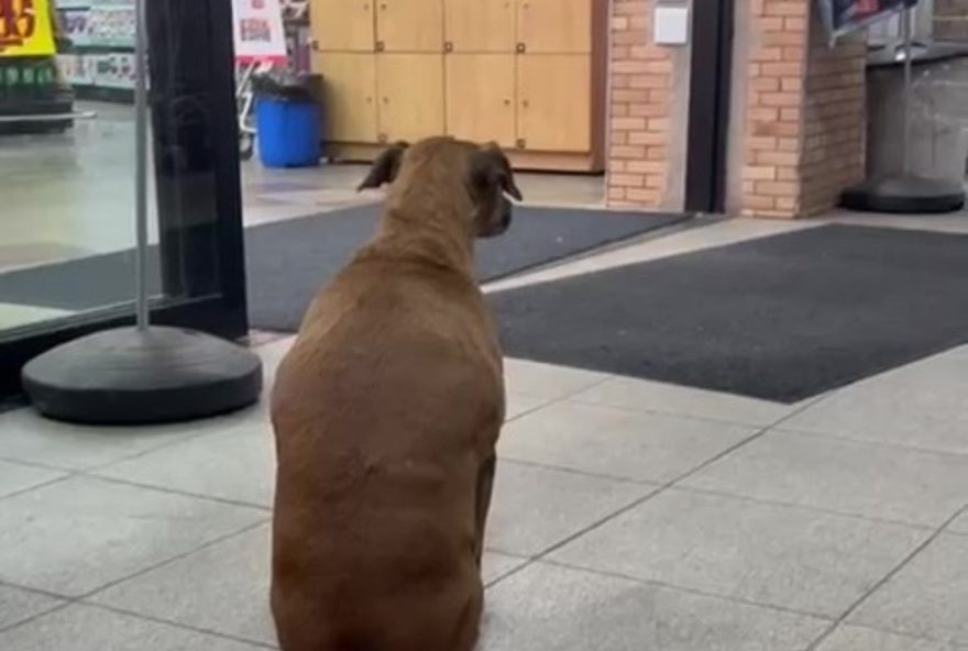 cao-caramelo-abandonado-ha-50-dias-na-porta-de-mercado-em-paulinia3A-ongs-buscam-lar-definitivo