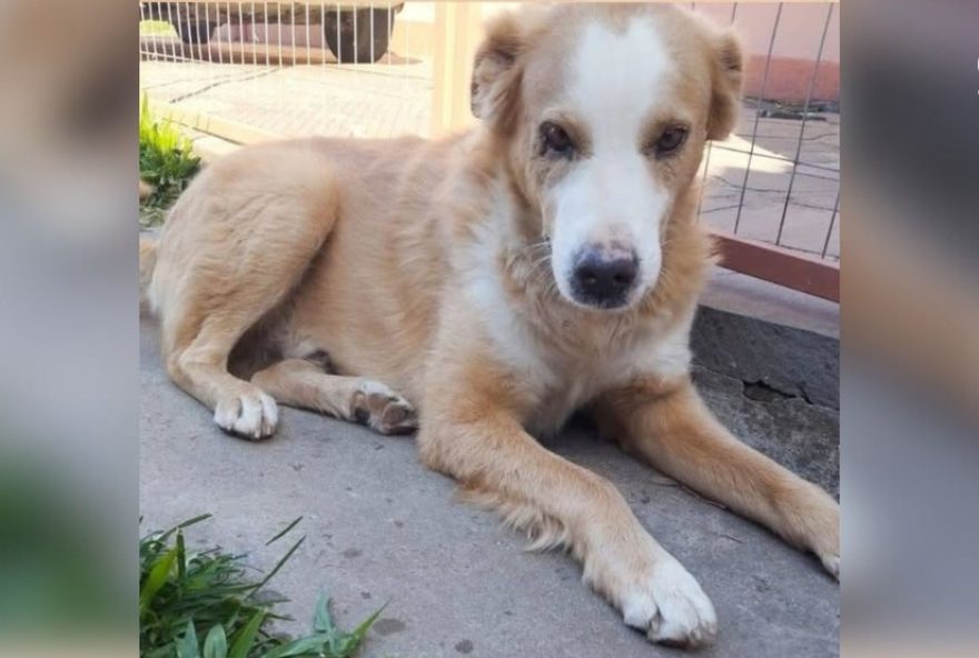 cao-comunitario-desaparecido-em-agudo3A-policia-investiga-agressao-no-rs cao-comunitario-desaparecido-em-agudo3A-policia-investiga-agressao-no-rs