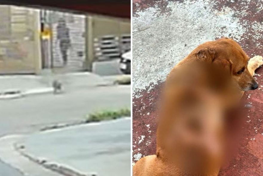 cao-comunitario-queimado3A-moradores-se-revoltam-com-crime-em-goiania cao-comunitario-queimado3A-moradores-se-revoltam-com-crime-em-goiania