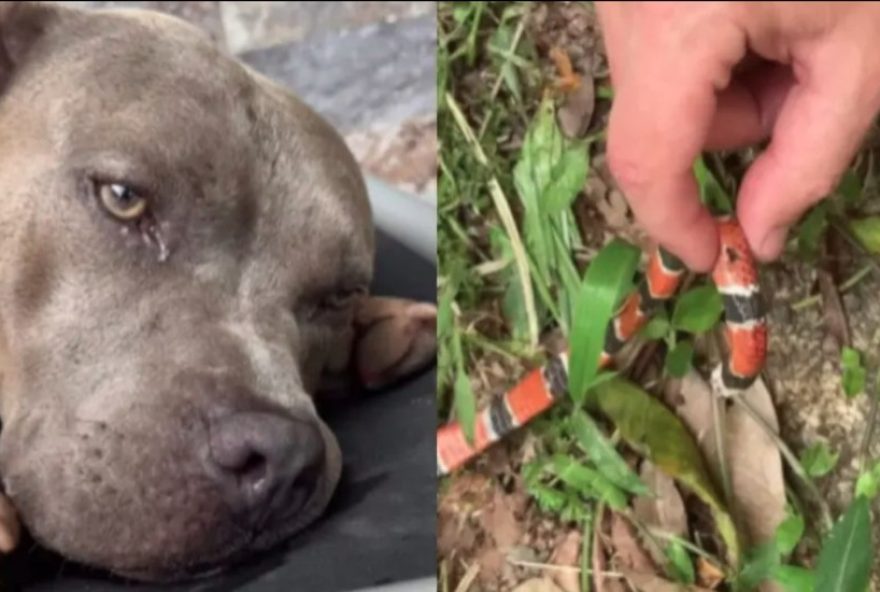 cao-de-influenciadora-morre-ao-ser-picado-por-cobra-coral-em-florianopolis3A-video-e-alerta cao-de-influenciadora-morre-ao-ser-picado-por-cobra-coral-em-florianopolis3A-video-e-alerta