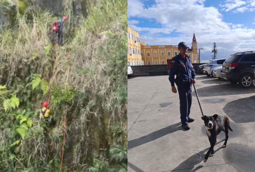 cao-e-resgatado-de-encosta-de-30-metros-em-florianopolis-pelos-bombeiros3A-operacao-bem-sucedida-e-emocionante cao-e-resgatado-de-encosta-de-30-metros-em-florianopolis-pelos-bombeiros3A-operacao-bem-sucedida-e-emocionante