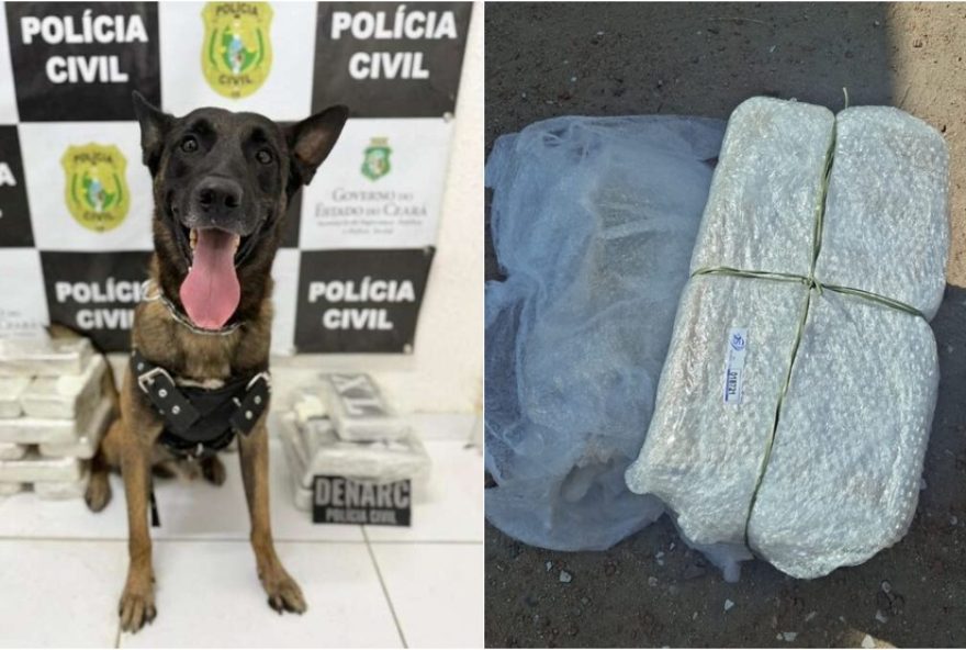 cao-farejador-encontra-19-kg-de-drogas-em-onibus-no-ceara3B-suspeito-de-faccao-e-preso cao-farejador-encontra-19-kg-de-drogas-em-onibus-no-ceara3B-suspeito-de-faccao-e-preso