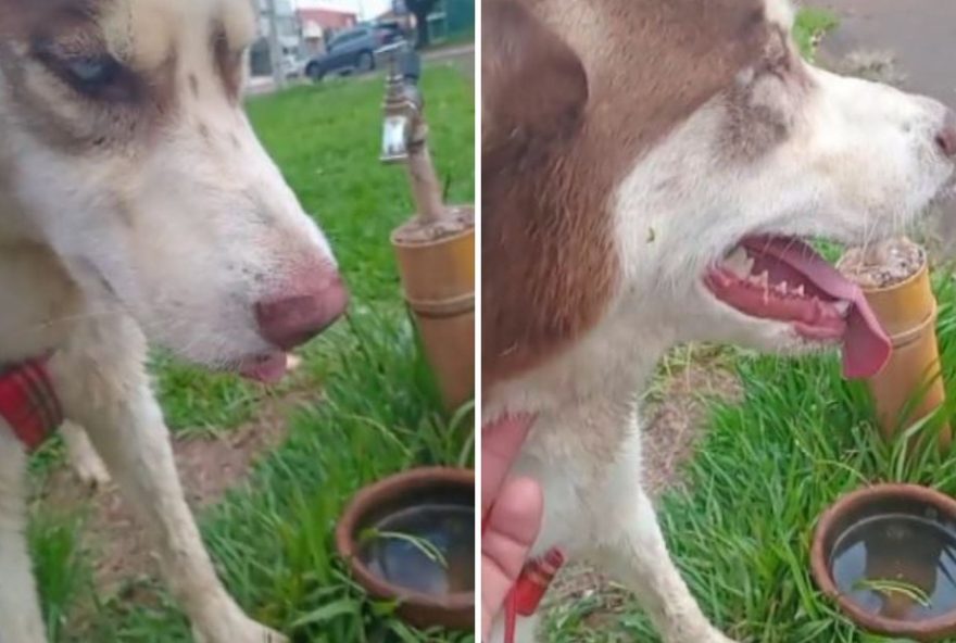 cao-husky-siberiano-morre-apos-se-assustar-com-fogos-de-artificio-na-virada-do-ano cao-husky-siberiano-morre-apos-se-assustar-com-fogos-de-artificio-na-virada-do-ano