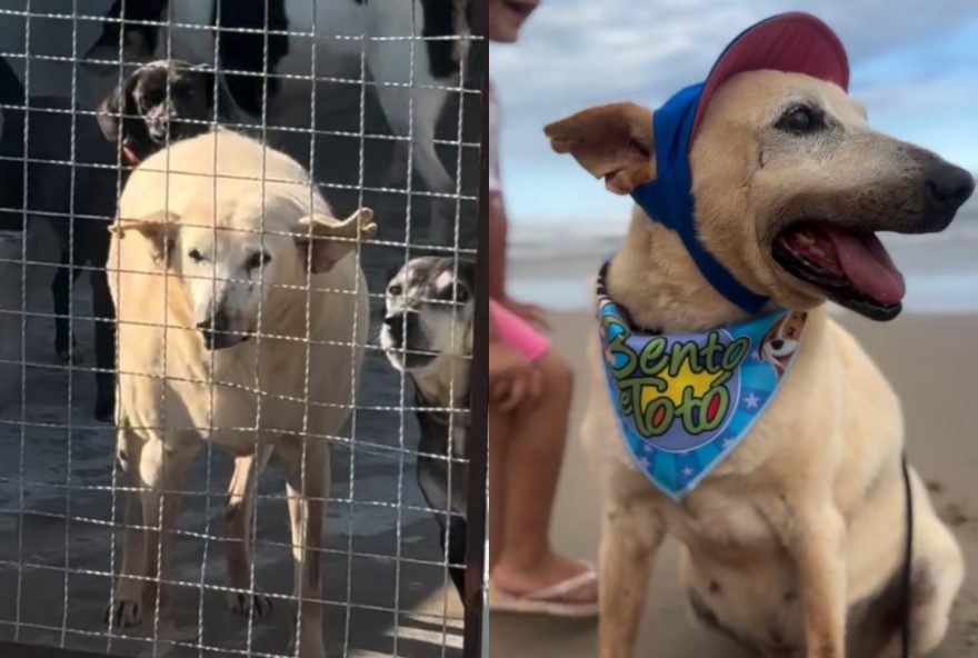 cao-idoso-de-22-anos-e-adotado-e-vai-viver-na-praia-em-sc-ao-lado-de-irmaos-canine cao-idoso-de-22-anos-e-adotado-e-vai-viver-na-praia-em-sc-ao-lado-de-irmaos-canine