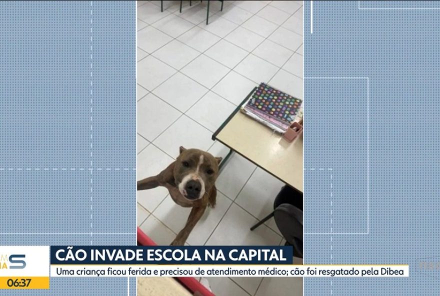 cao-invade-escola-em-florianopolis-e-fere-aluno-e-mae3A-como-prevenir-ataques3F cao-invade-escola-em-florianopolis-e-fere-aluno-e-mae3A-como-prevenir-ataques3F