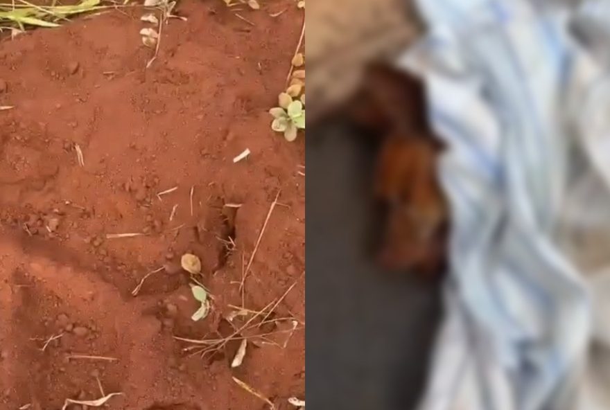 cao-morre-apos-ser-enterrado-vivo-em-jau-sp3A-policia-investiga-maus-tratos cao-morre-apos-ser-enterrado-vivo-em-jau-sp3A-policia-investiga-maus-tratos