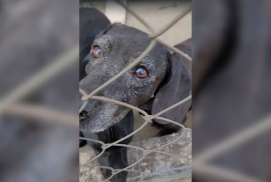 cao-negao-morre-atropelado-por-motorista-fugitivo-em-nova-alianca-sp cao-negao-morre-atropelado-por-motorista-fugitivo-em-nova-alianca-sp