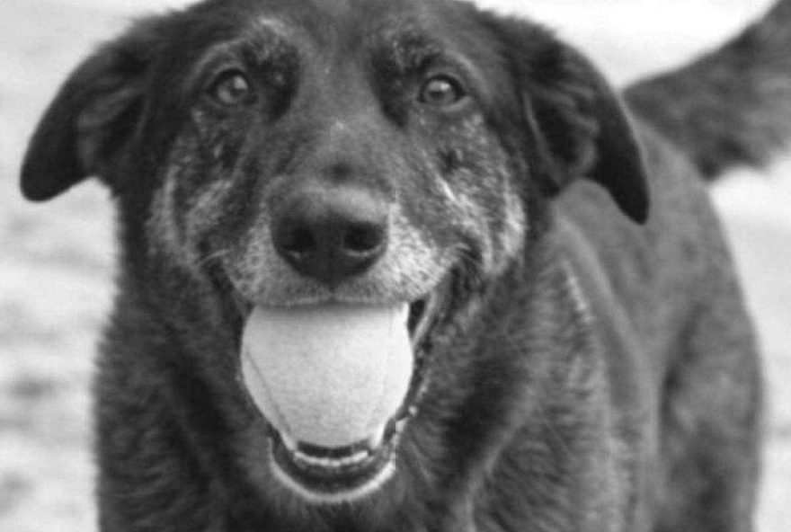 cao-orelha3A-boicote-de-agencias-gera-cancelamentos-em-hoteis-de-sc cao-orelha3A-boicote-de-agencias-gera-cancelamentos-em-hoteis-de-sc