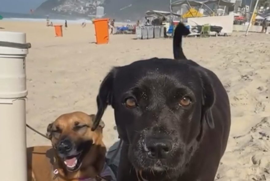 cao-perdido-de-mulher-em-situacao-de-rua-e-encontrado-em-ipanema
