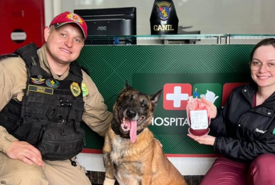 cao-policial-doa-sangue-para-salvar-cadela-atropelada-no-parana3A-saiba-como-ajudar