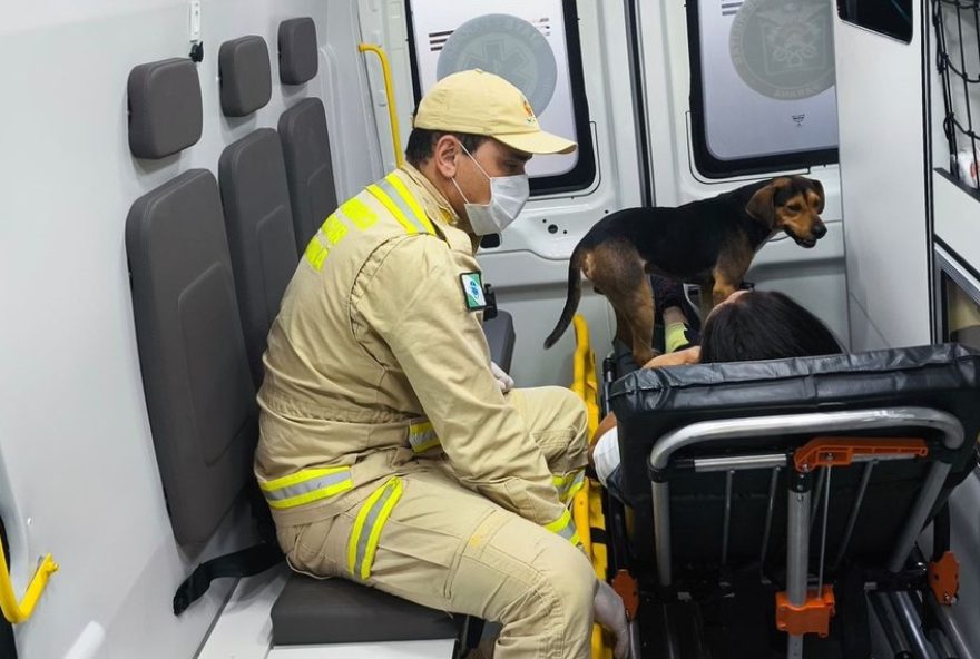 cao-recebe-carona-solidaria-dos-bombeiros-apos-tutora-sofrer-acidente-em-foz-do-iguacu3A-gesto-emocionante-de-solidariedade