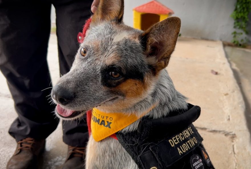 cao-surdo-treinado-para-atender-criancas-surdas-em-ribeirao-preto2C-sp cao-surdo-treinado-para-atender-criancas-surdas-em-ribeirao-preto2C-sp