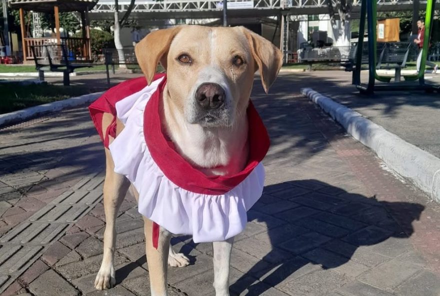 caoroinha-amarelo3A-mascote-da-paroquia-que-encanta-fieis-em-mg