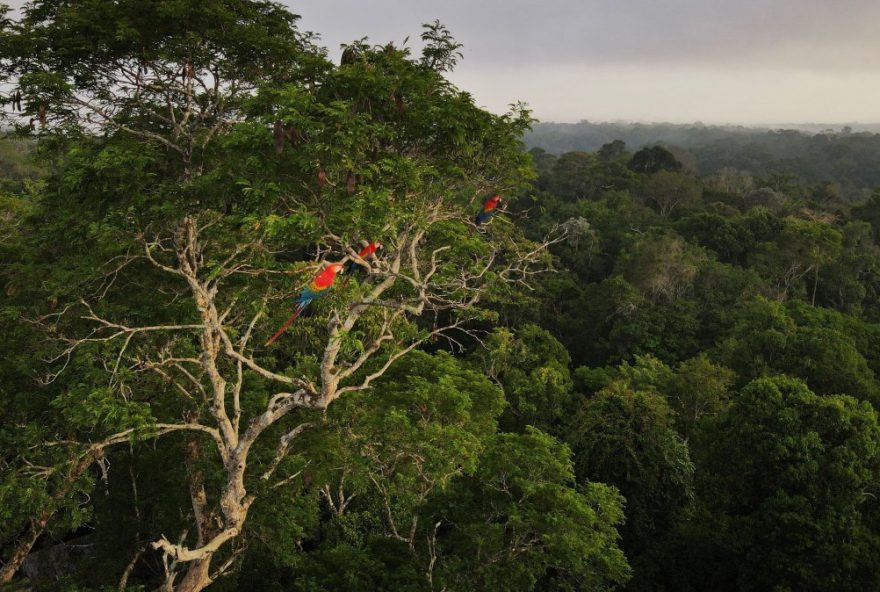 capital-do-brasil-pode-ser-transferida-para-belem-na-cop303A-entenda-e-saiba-o-impacto-para-o-pais-e-a-amazonia