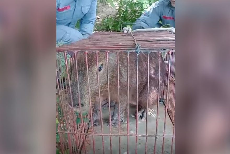 capivara-capturada-em-escola-tecnica-de-jales3A-resgate-rapido-e-seguro