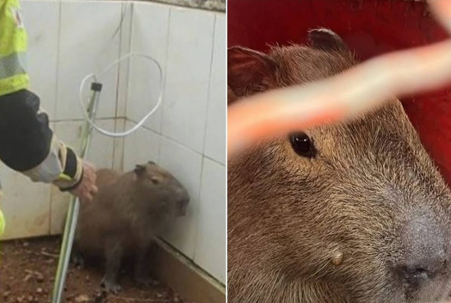 capivara-e-capturada-enquanto-22passeava22-pela-savassi-em-belo-horizonte capivara-e-capturada-enquanto-22passeava22-pela-savassi-em-belo-horizonte