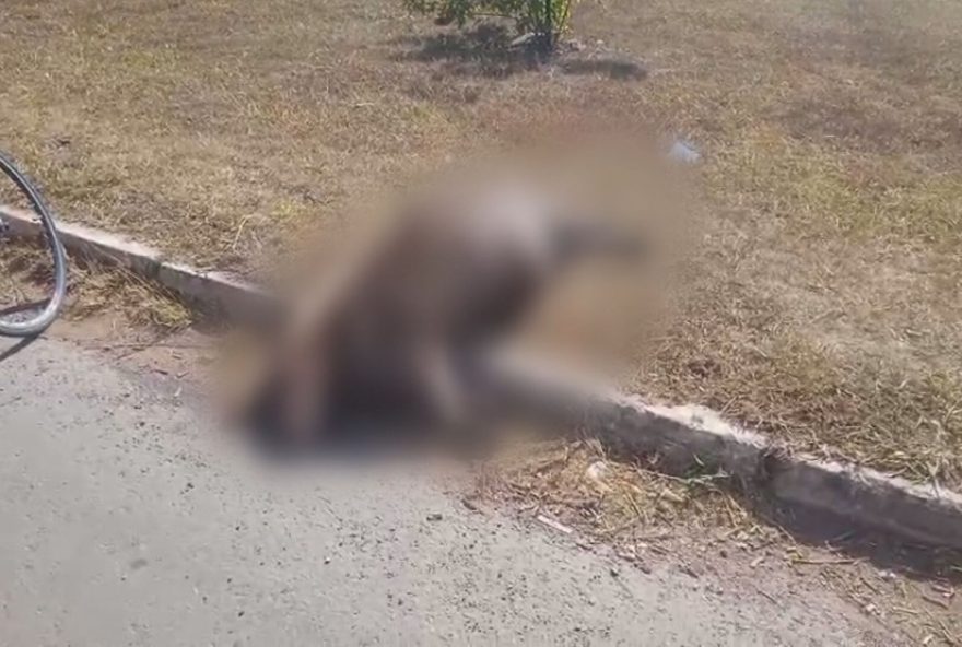 capivara-e-encontrada-morta-em-samambaia3B-slu-ira-recolher-o-corpo-assista-ao-video