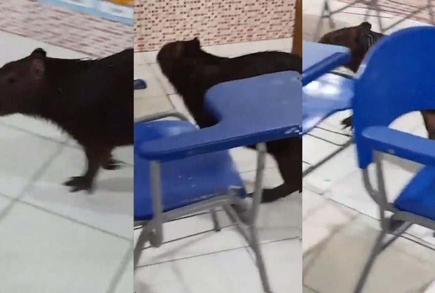 capivara-e-flagrada-em-sala-de-aula-de-escola-no-para3A-video-e-detalhes-do-resgate capivara-e-flagrada-em-sala-de-aula-de-escola-no-para3A-video-e-detalhes-do-resgate