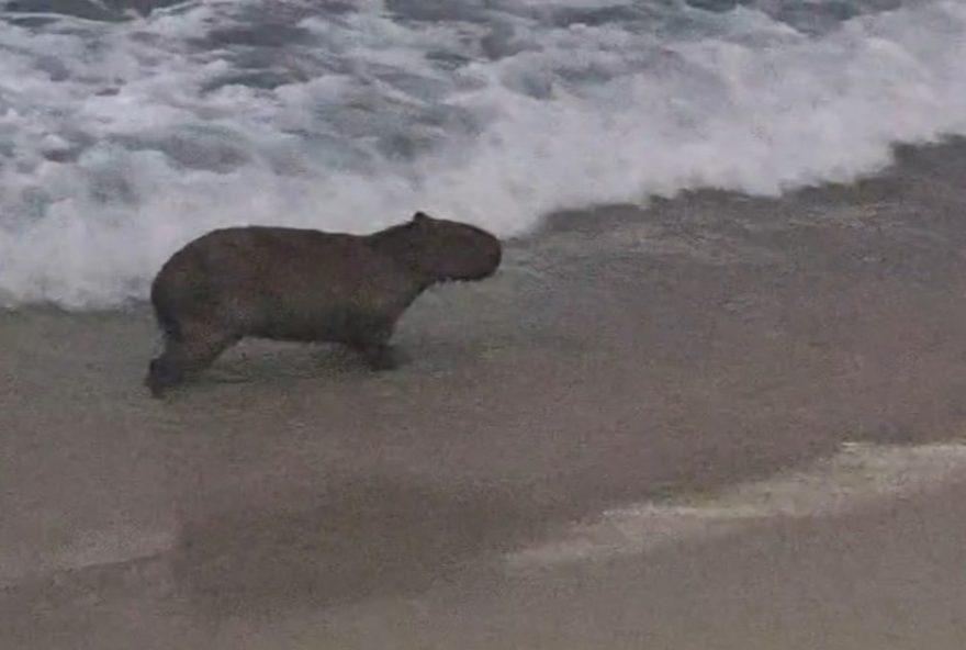 capivara-e-flagrada-tomando-banho-de-mar-no-arpoador-e-viraliza-nas-redes-sociais capivara-e-flagrada-tomando-banho-de-mar-no-arpoador-e-viraliza-nas-redes-sociais