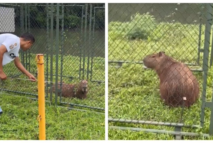 capivara-e-resgatada-com-fita-plastica-proxima-ao-rio-pinheiros2C-em-sao-paulo capivara-e-resgatada-com-fita-plastica-proxima-ao-rio-pinheiros2C-em-sao-paulo