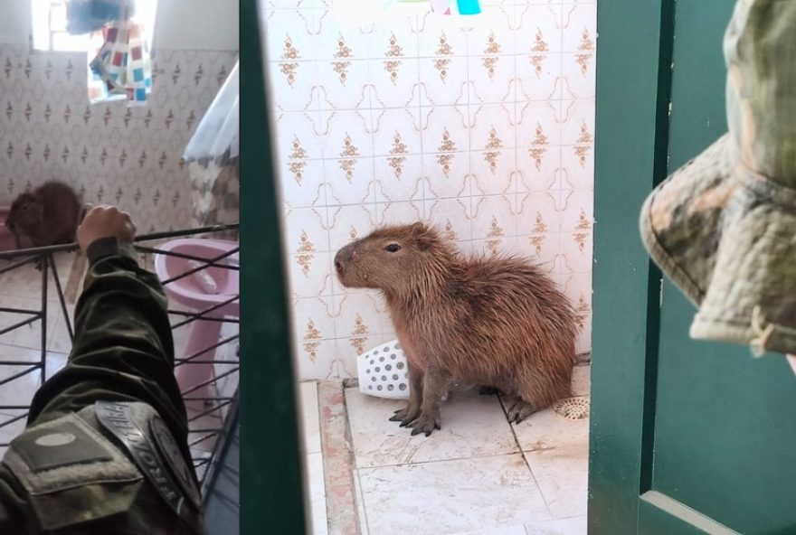 capivara-e-resgatada-em-banheiro-no-cassino2C-rs3A-veja-acao-da-policia