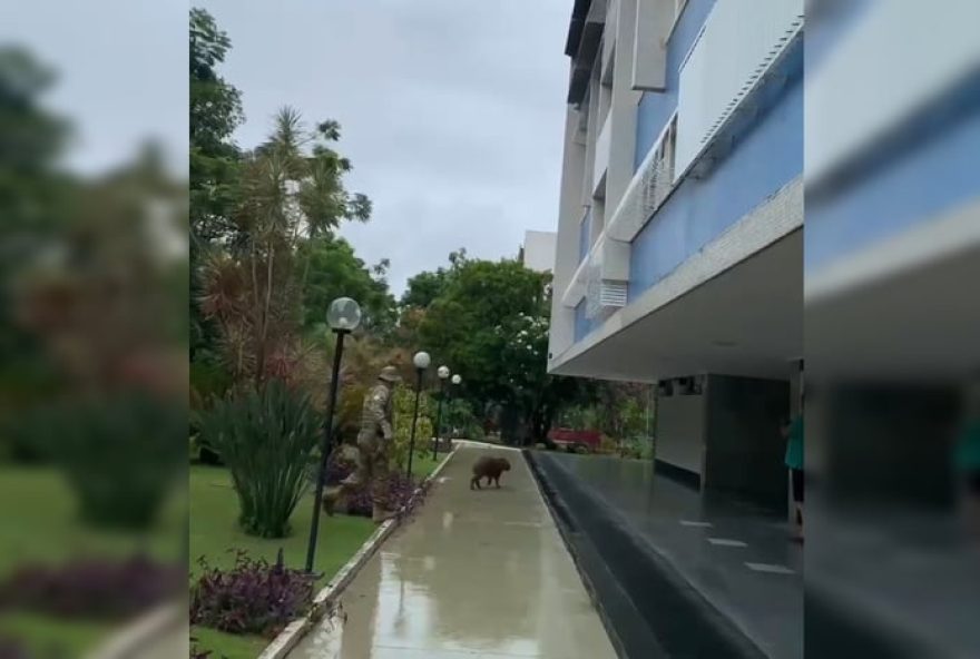 capivara-e-resgatada-na-asa-norte3A-video-mostra-momento-do-resgate-no-bairro-315