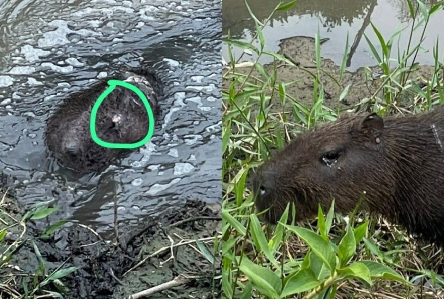 capivara-ferida-com-arpao-e-resgatada-em-sc3B-video-mostra-resgate