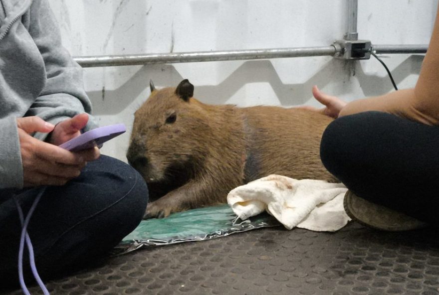 capivara-ludmillo-e-resgatado-apos-um-mes-com-fita-de-plastico3A-a-importancia-da-preservacao-da-vida-selvagem