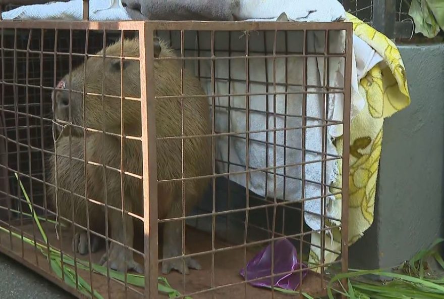 capivara-pode-ter-ficado-cega-apos-agressoes-no-rj3A-veterinario-alerta