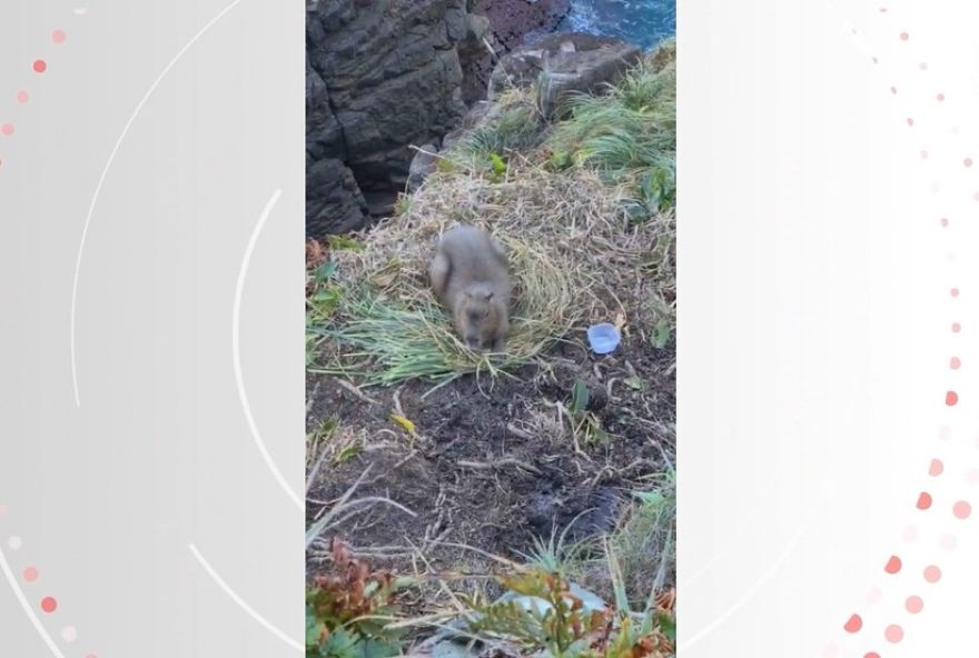 capivara-presa-em-penhasco-mobiliza-policia-em-florianopolis3A-resgate-em-andamento