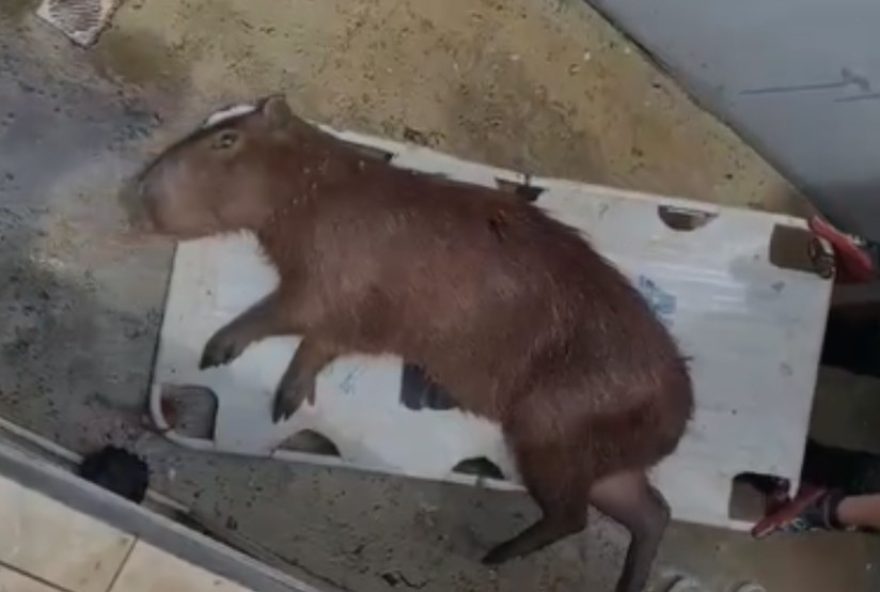 capivara-resgatada-em-jundiai-apos-cair-em-piscina3A-a-importancia-do-cuidado-com-animais capivara-resgatada-em-jundiai-apos-cair-em-piscina3A-a-importancia-do-cuidado-com-animais