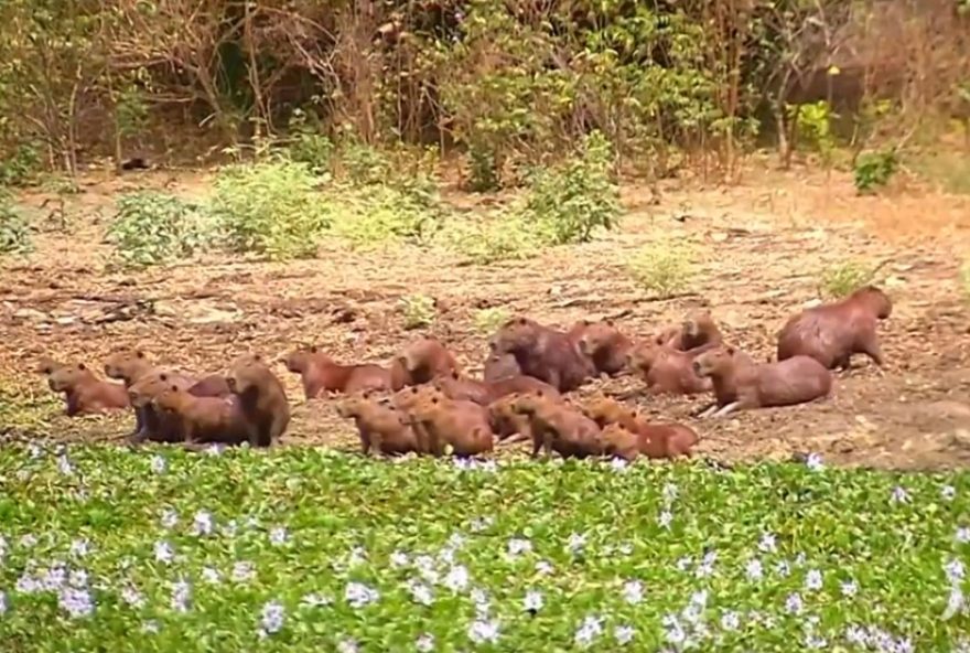 capivaras-causam-prejuizos-e-dor-de-cabeca-para-agricultores-no-ceara